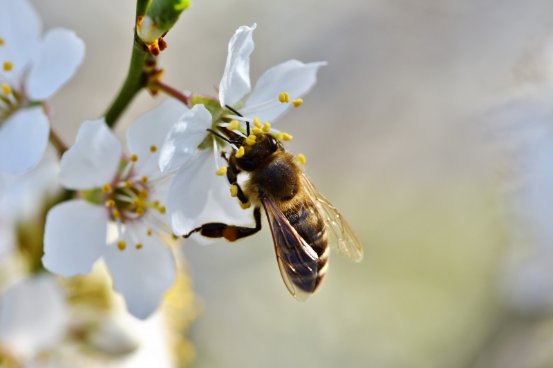 jardinerie-BESSE SUR ISSOLE-min_bee-4092986